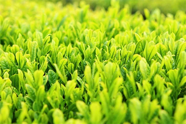 10 Best Foods for Brain Health You Need to Try Today!